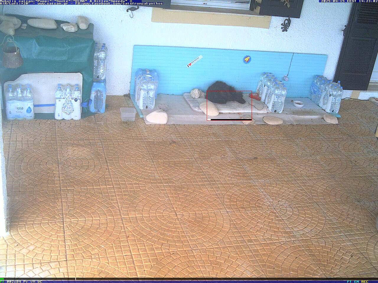 The first CatCam from Greece