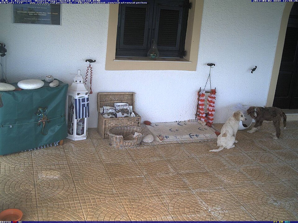 Hund Katzenfutter Räuber Catcam Zakynthos