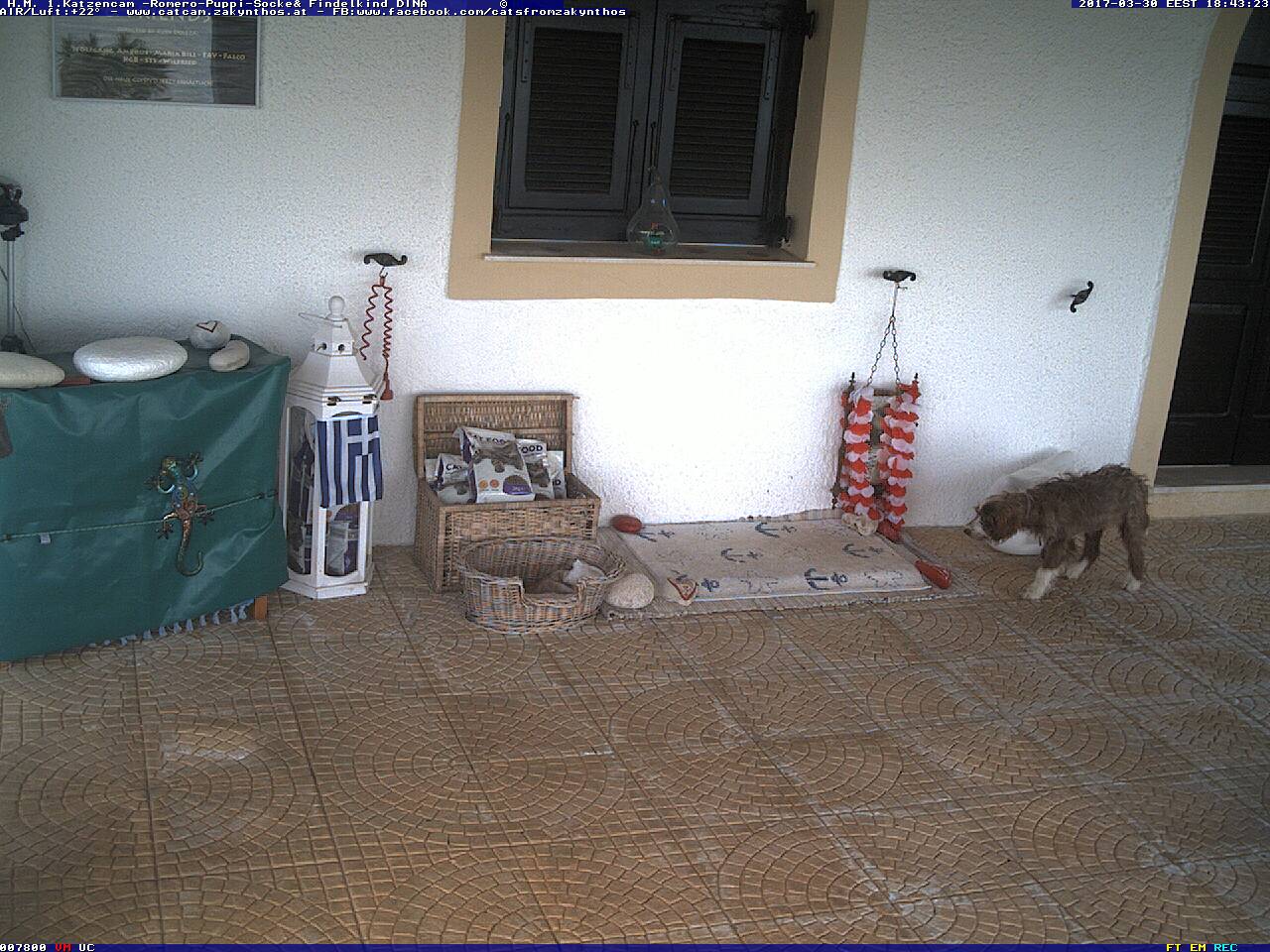 Katzenfutter Räuber-Catcam-Zakynthos