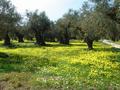 Frühling in Zakynthos