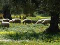 Frhling in Zante - Springtime Zakinthos